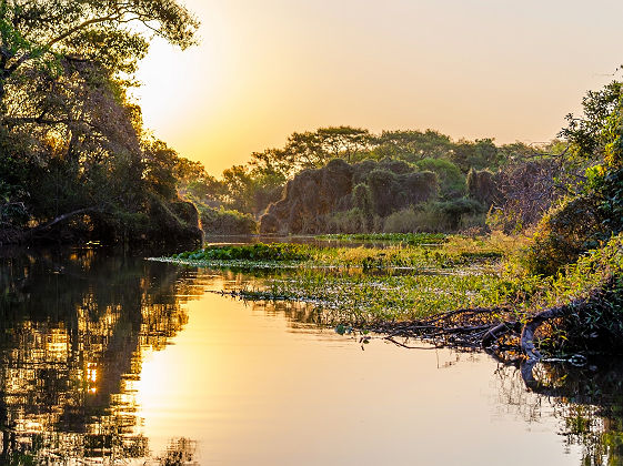 Marais du Pantanal - Brésil