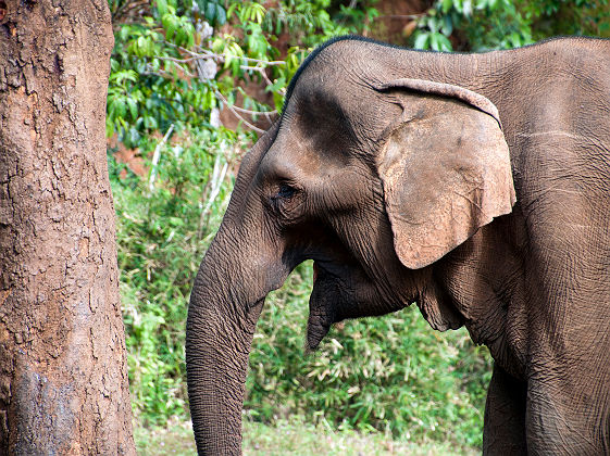 Portrait d'un éléphant - Cambodge