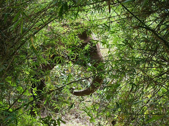 Elephant caché dans la forêt de bambou - Cambodge