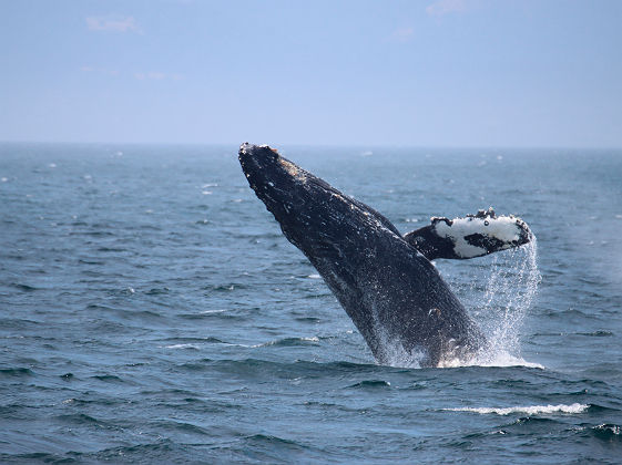 Baleine_Vancouver_Prince of Whales whale watching tours