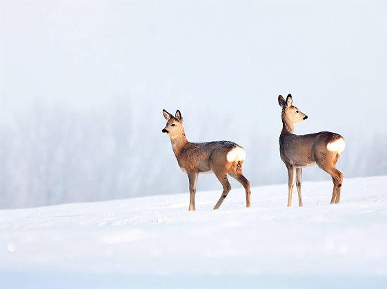 Chevreuils au Canada