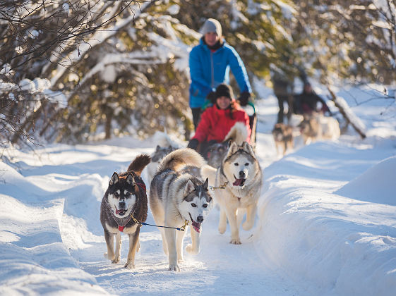 Chiens de Traineau (c) TOURISME QUÉBEC, Francis Gagnon