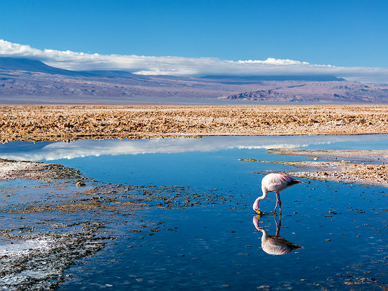 Chili- Portrait d'un flamant rose au lac de Chaxa