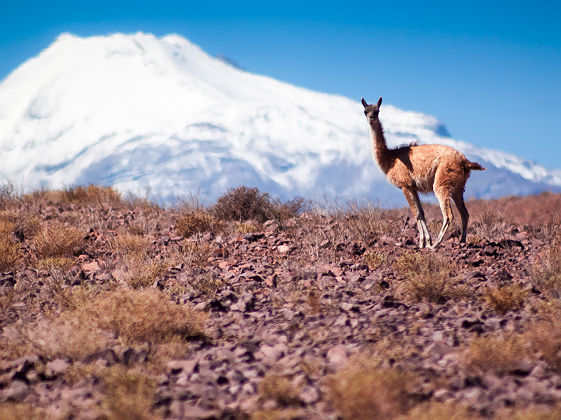 Chili (Calama, Région d'Antofagasta) - Vigogne dans les montagnes