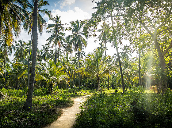 Foret de palmiers - Tayrona Park