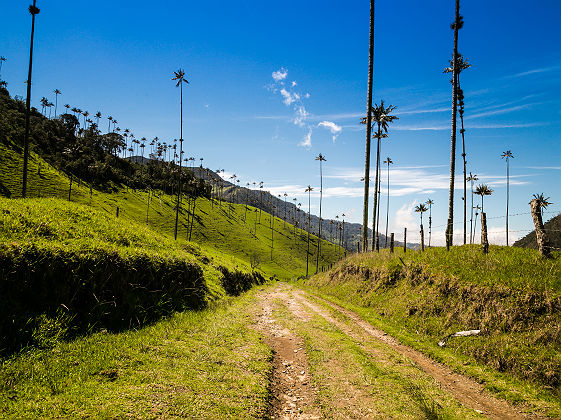 Colombie - Vallée Cocora près de Salento