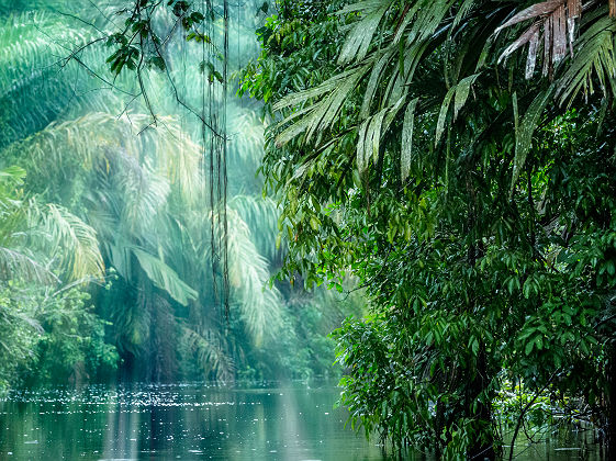 Costa Rica - Forêt tropicale