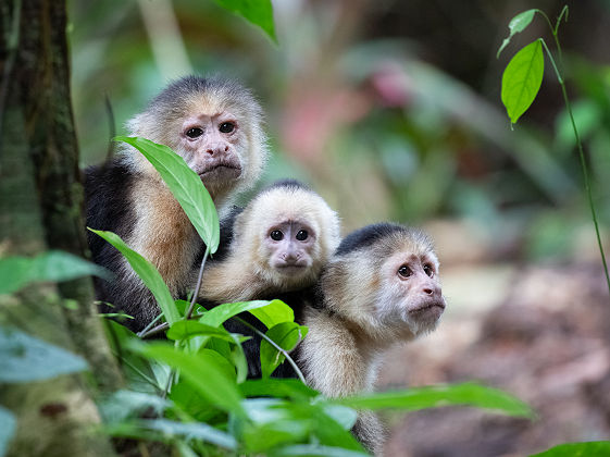 Famille de capucins dans le parc de Tortuguero