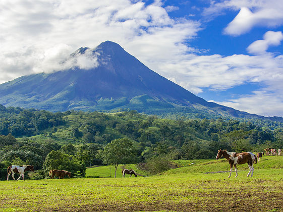 Chevaux devant le Volcan Arenal - Costa Rica