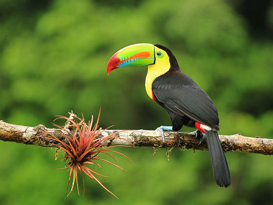 Portrait d'un toucan tropical dans la jungle