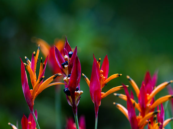 Fleurs tropicales - Costa Rica