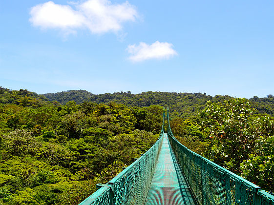 Pont suspendu au dessus de la canopée de Monteverde - Costa Rica