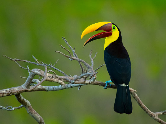 Portrait d'un Toucan - Costa Rica