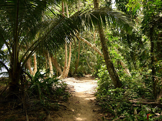 Forêt du parc National de Tortuguero - Costa Rica