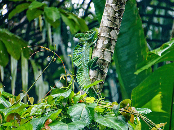 Caméléon de Tortuguero - Costa Rica