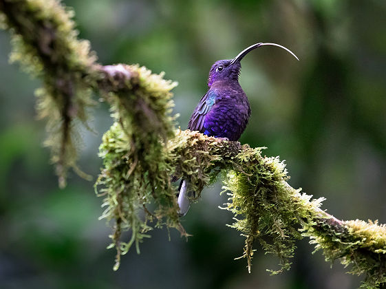 Campyloptère violet - Costa Rica