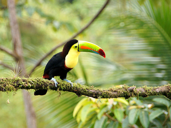 Toucan - Costa Rica