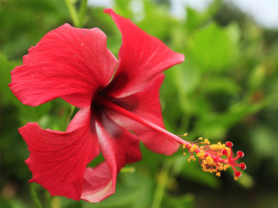 Fleur du Costa Rica