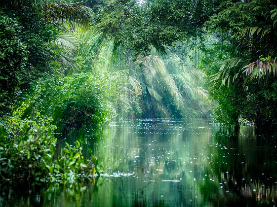 Forêt tropicale au Tortuguero National Park - Costa Rica