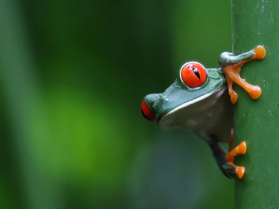 Nicaragua - Portrait d'une rainette aux yeux rouge dans une forêt tropicale