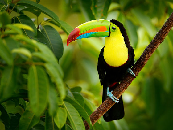 Costa Rica - Portrait d'un toucan tropical dans la jungle