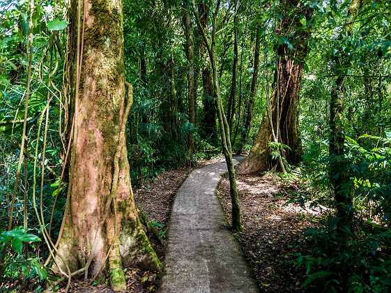 Costa Rica - Sentier traversant la réserve biologique de Monteverde