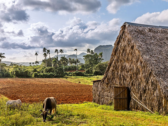 Plantation de tabac dans la vallée de Vinales - Cuba