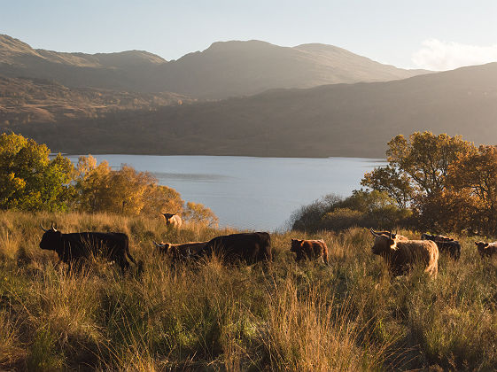 Highland cattle (= vaches à cheveux) près du Loch Katrine - Ecosse, Royaume-Uni