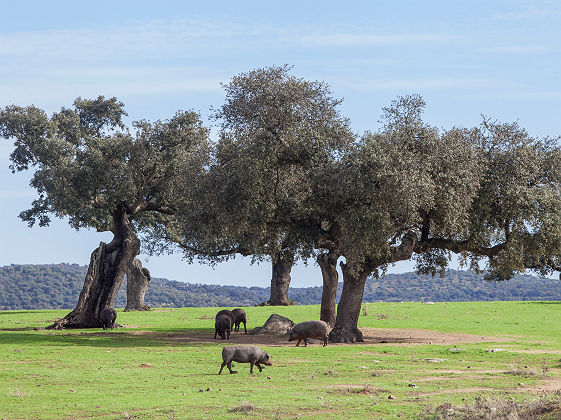 Troupeau de cochons ibériques - Espagne