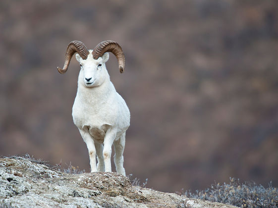 Alaska - Portrait d'un mouflon canadien en montagne