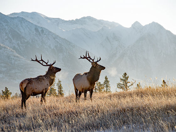 Canada - Portrait de deux cerfs se nourrissant au parc national Banff