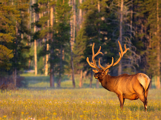 Parc National de Yellowstone - Portrait d'un cerf