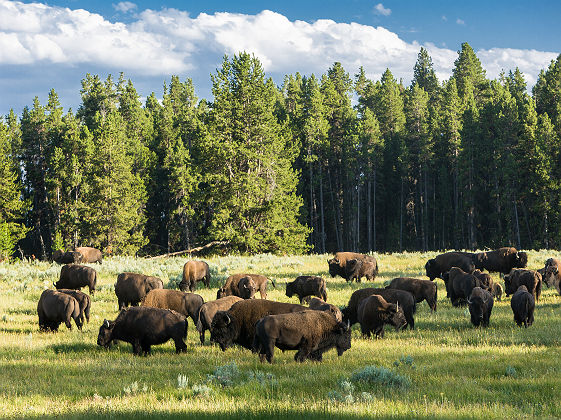 Parc National Yellowstone - Troupeau de bisons dans la prairie