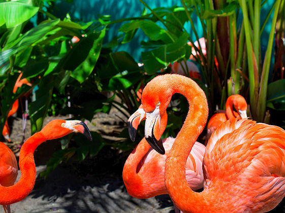 Floride - Portrait de flamants roses dans un parc à Orlando