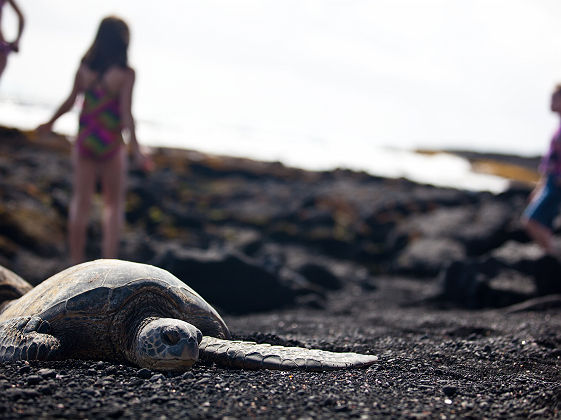 HTA / Tor Johnson - tortue sur plage de sable noir