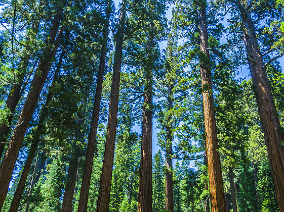 Sequoia National Park - Etats Unis