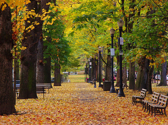 Oregon - Allées du parc SW ave recouvertes de feuilles mortes à Portland