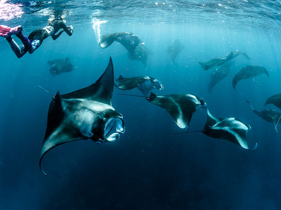 Plongeur avec des raies Manta