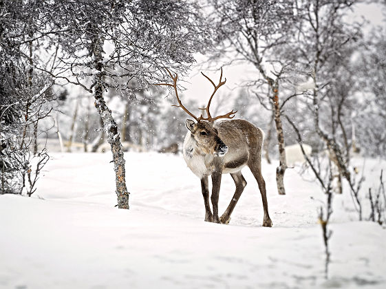 Renne en Laponie finlandaise