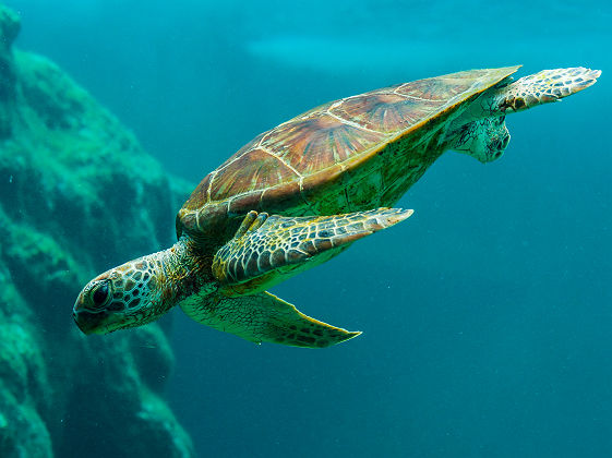 Tortue - Ile de la Réunion