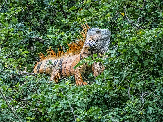 Iguane de la forêt tropicale du Belize