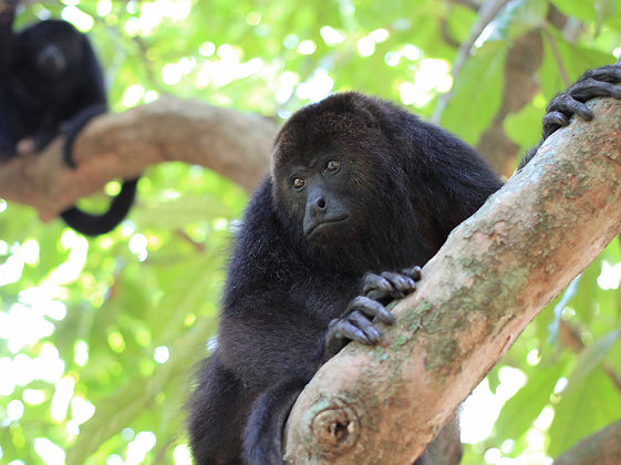 Singes hurleurs du Belize