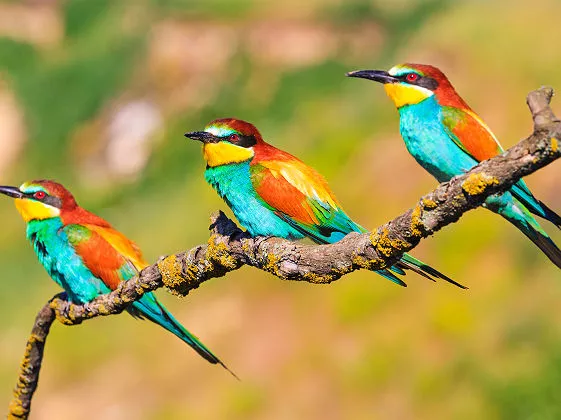 Oiseaux tropicaux du Guatemala