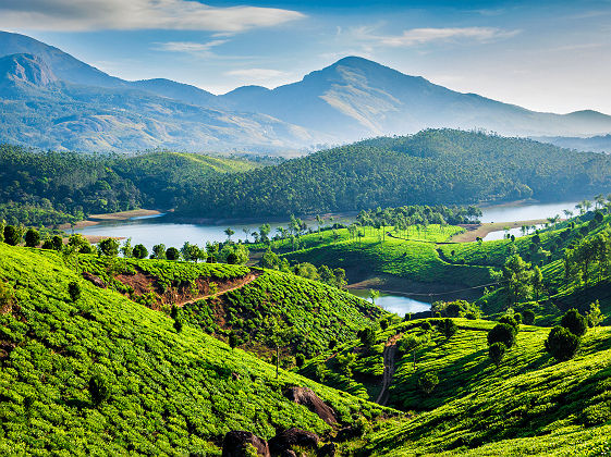 Plantation de thé dans le Kerala - Inde