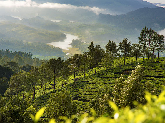 Plantation de thé dans le Kerala - Inde