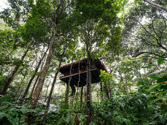 Pepper Trail - L Woodpecker Tree House
