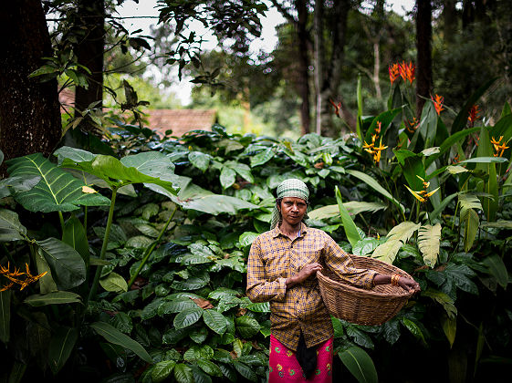 Pepper Trail - Lady Coffee Picker