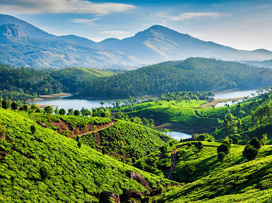 Inde - Plantations de thé à Munnar