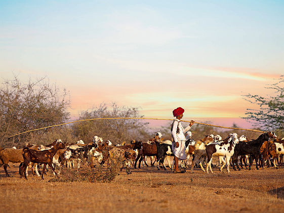 Sujan Jawai Camp - Rabari avec son troupeau