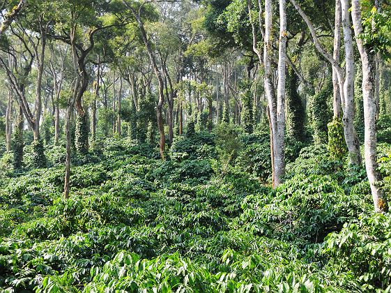 Evolve Back Resort Coorg
